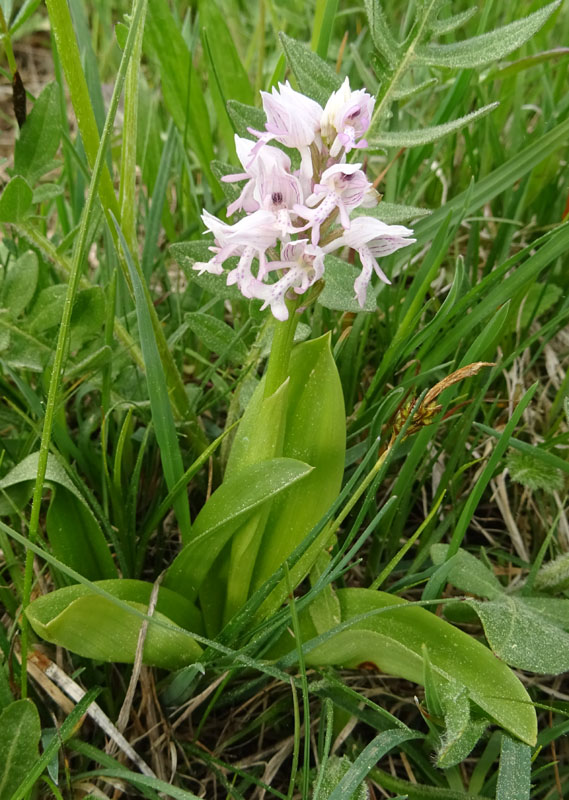 tutte Orchis militaris ?.....s !